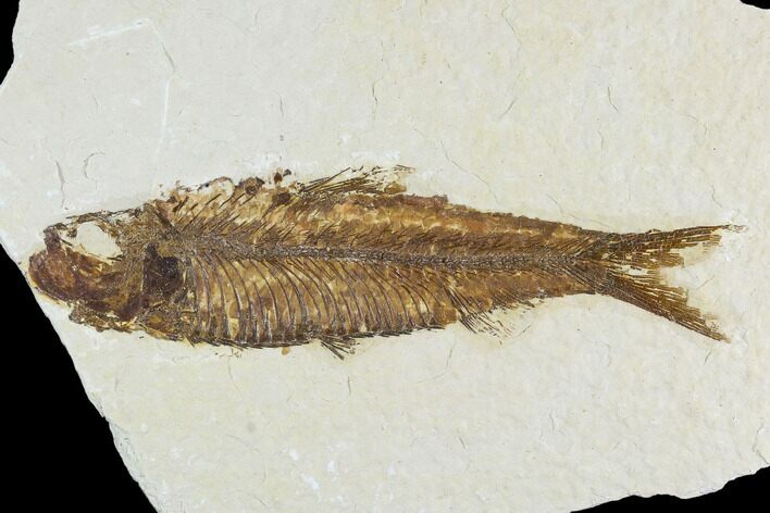 Fossil Fish (Knightia) - Wyoming #108307